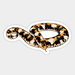 Calico Kenyan Sand Boa Sticker